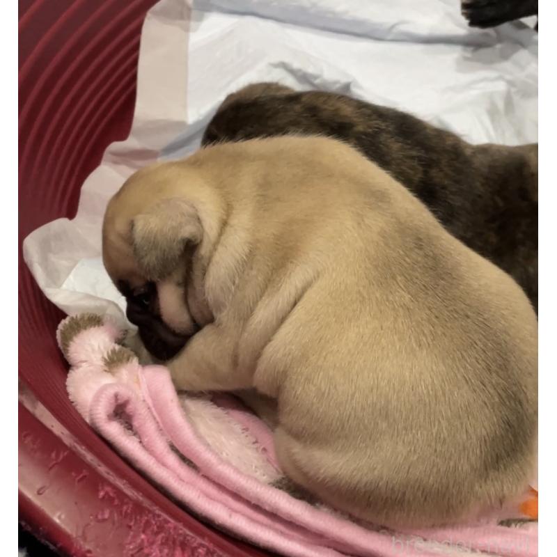 販売中の山口県のフレンチブルドッグ-455510の3枚目