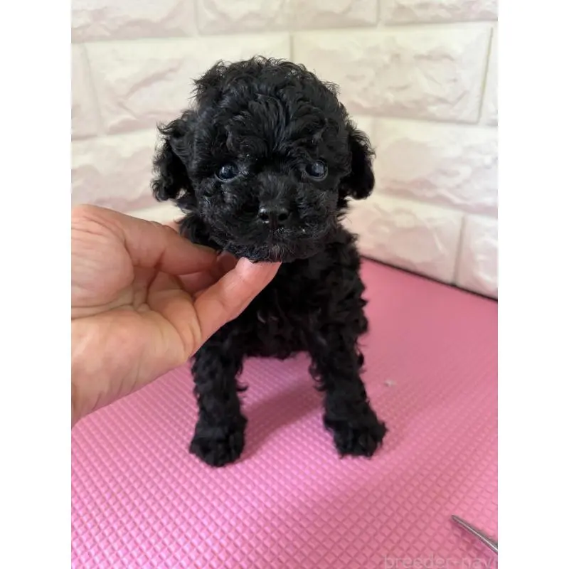 販売中の熊本県のティーカッププードル-455512の2枚目