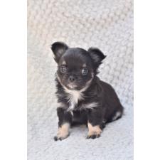 オンライン見学