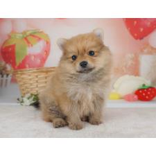 ♀︎ポメラニアン