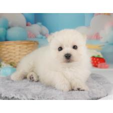 ♀︎ポメマル:ポメラニアン×マルチーズ