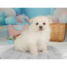 ♀︎ミックス犬