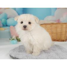 ♀︎ポメマル:ポメラニアン×マルチーズ