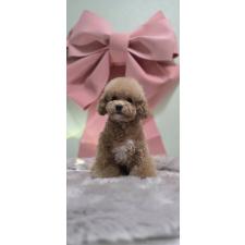 ビションプー:ビションフリーゼ×トイプードルの子犬