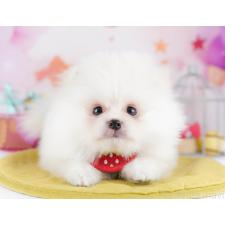 オンライン見学