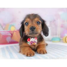 ♀︎ミニチュアダックスフンド(ロングヘアード)