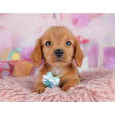 ♀︎ミニチュアダックスフンド(ロングヘアード)