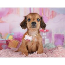 ♀︎ミニチュアダックスフンド(ロングヘアード)