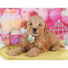 ♀︎トイプードル