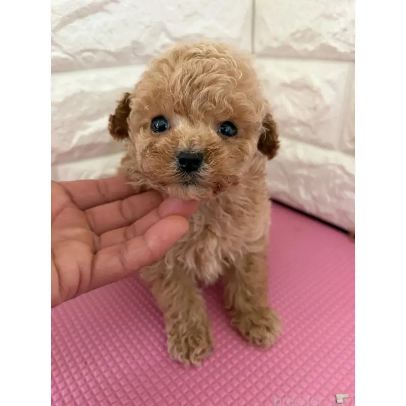 販売中の熊本県のティーカッププードル-455513の2枚目