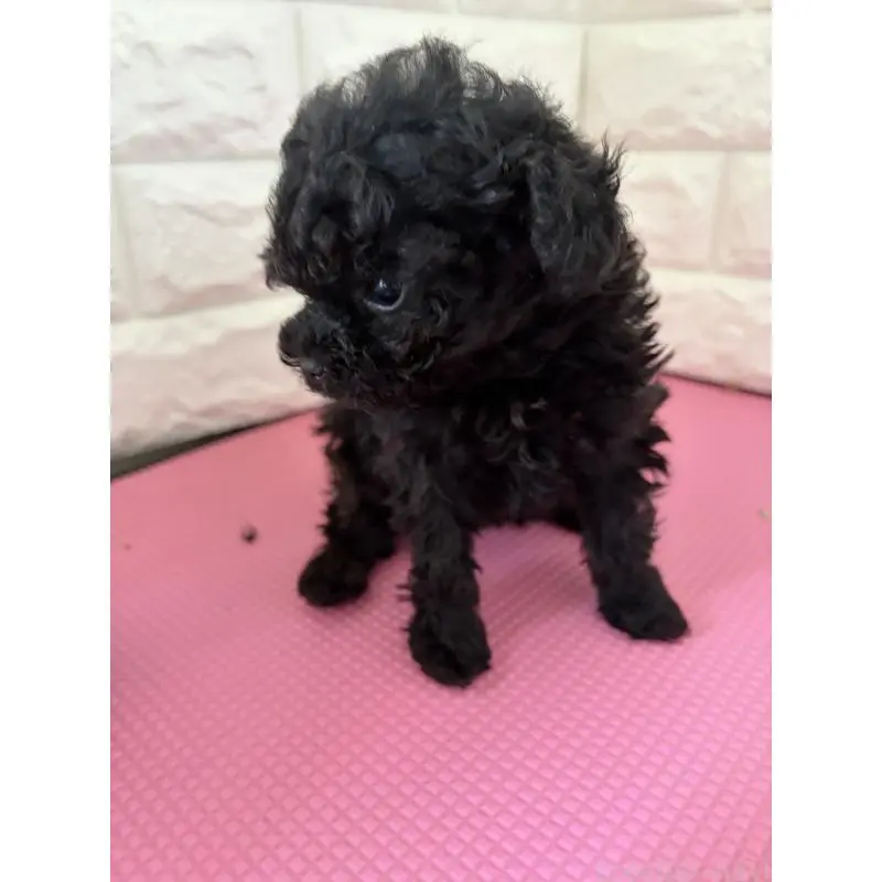 販売中の熊本県のティーカッププードル-455514の3枚目