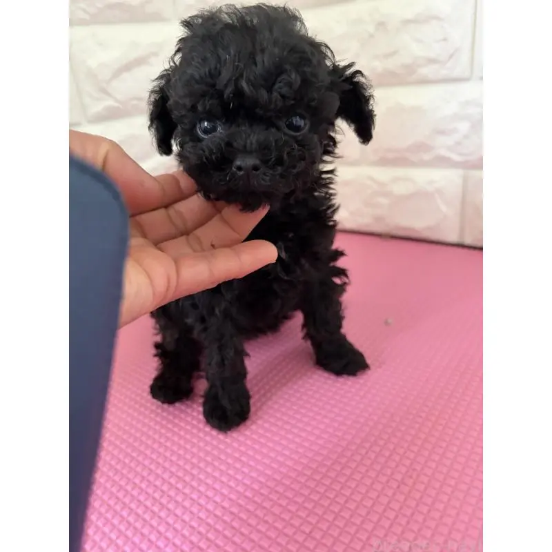 販売中の熊本県のティーカッププードル-455514の2枚目