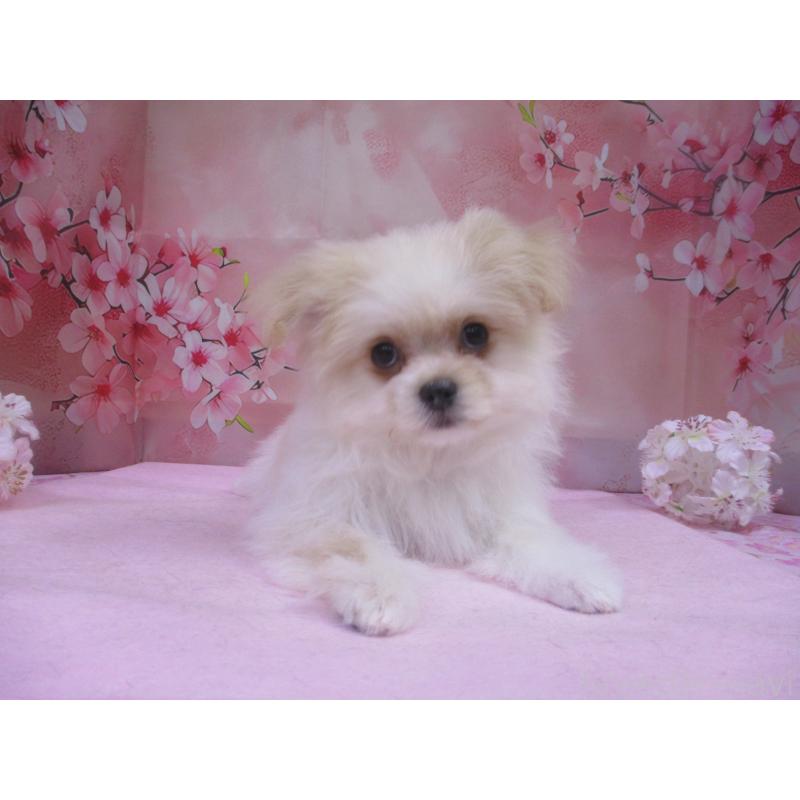 販売中の鳥取県のポメマル:ポメラニアン×マルチーズ-446765の2枚目