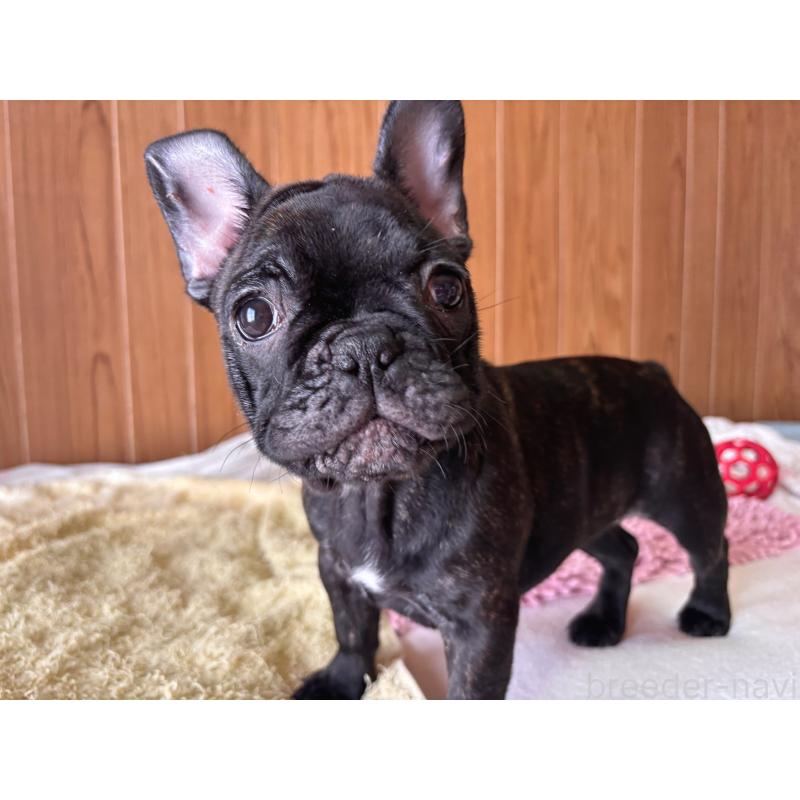 販売中の三重県のフレンチブルドッグ-437160