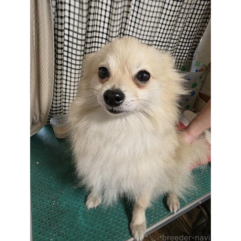 販売中の静岡県のポメラニアン-455515の2枚目
