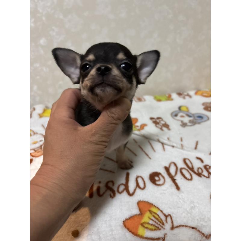 販売中の大分県のチワワ(スムースコート)-455516の6枚目