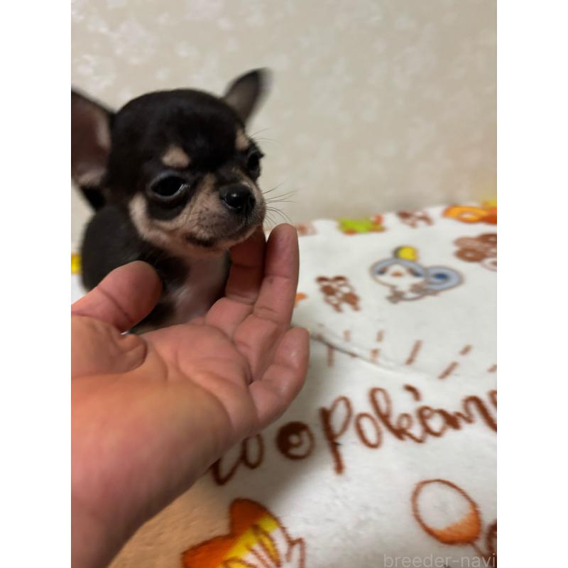 販売中の大分県のチワワ(スムースコート)-455516の5枚目