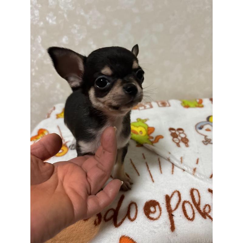 販売中の大分県のチワワ(スムースコート)-455516の4枚目