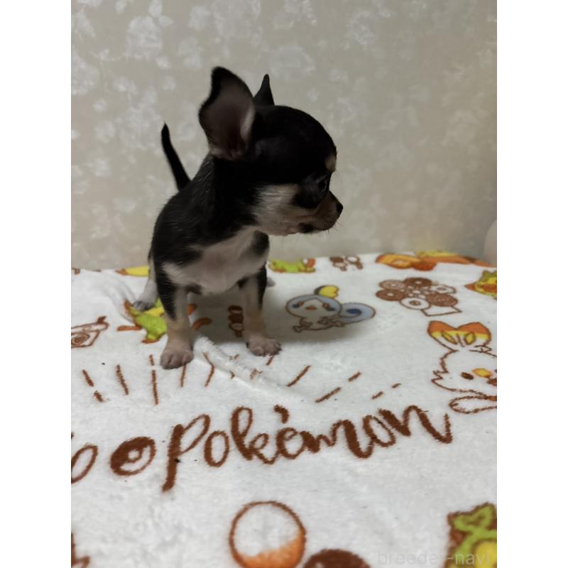 販売中の大分県のチワワ(スムースコート)-455516の3枚目