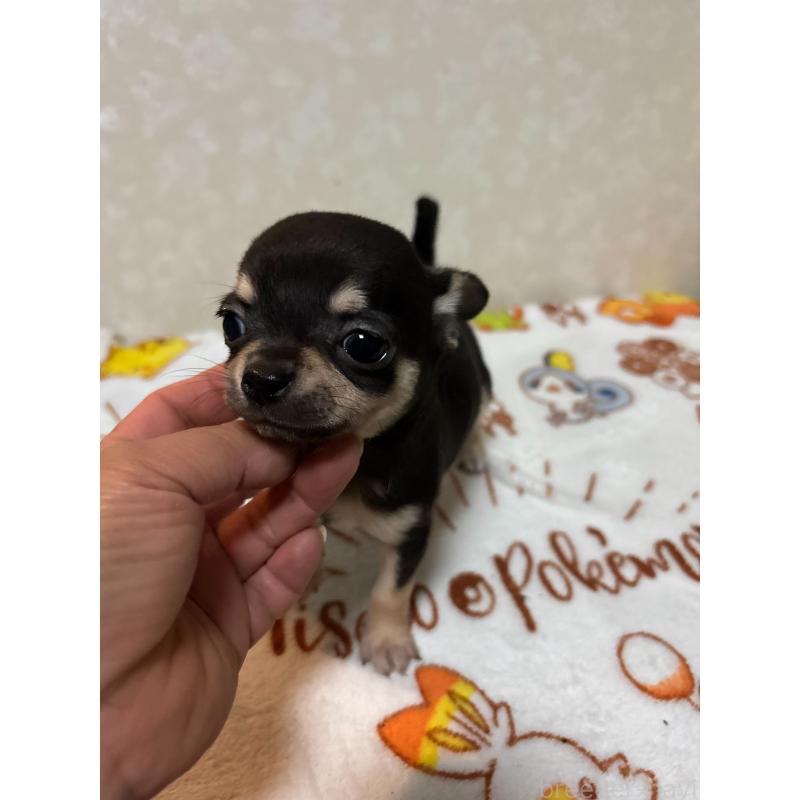 販売中の大分県のチワワ(スムースコート)-455519の9枚目