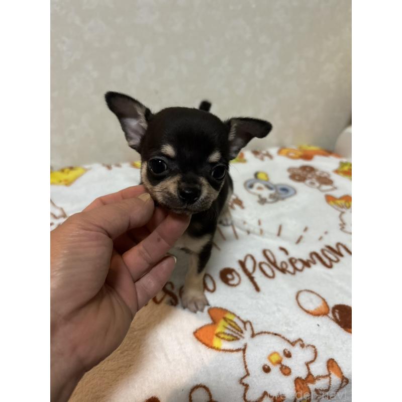 販売中の大分県のチワワ(スムースコート)-455519の8枚目