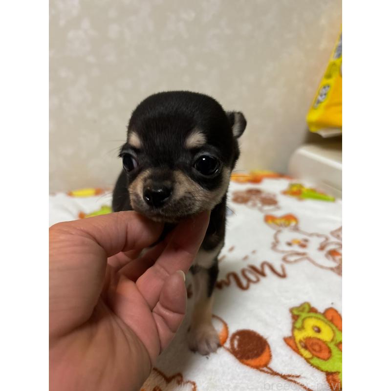 販売中の大分県のチワワ(スムースコート)-455519の7枚目