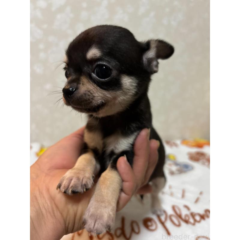 販売中の大分県のチワワ(スムースコート)-455519の6枚目