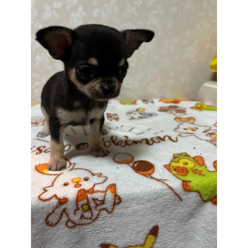 販売中の大分県のチワワ(スムースコート)-455519の5枚目