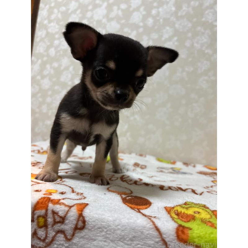 販売中の大分県のチワワ(スムースコート)-455519の4枚目