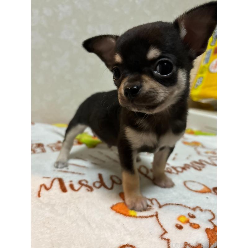 販売中の大分県のチワワ(スムースコート)-455519の3枚目