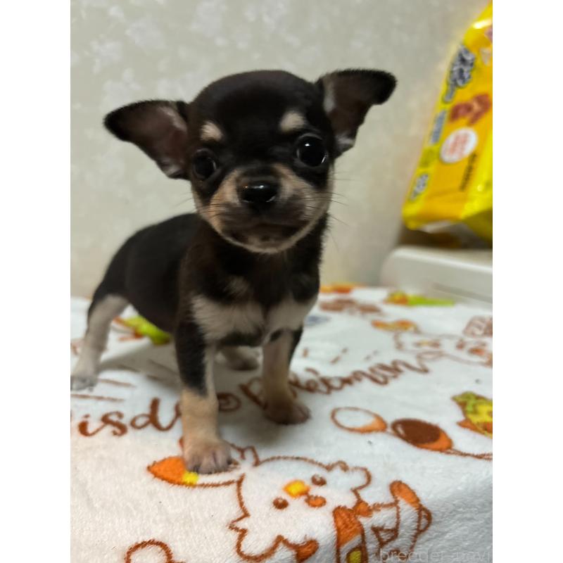 販売中の大分県のチワワ(スムースコート)-455519の2枚目