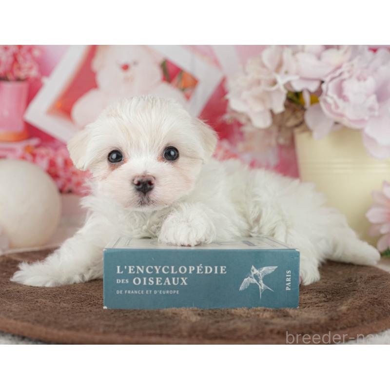 販売中の千葉県のマルチーズ-455524の8枚目