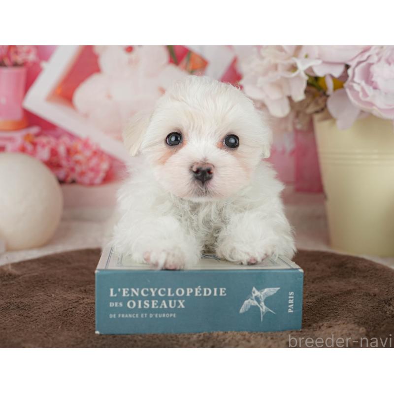 販売中の千葉県のマルチーズ-455524の7枚目