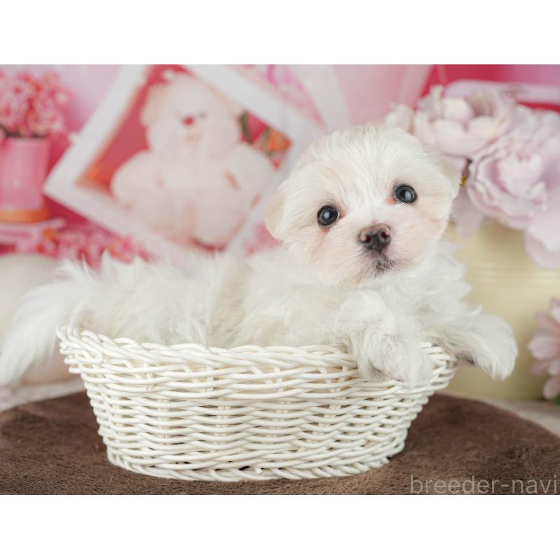 販売中の千葉県のマルチーズ-455524の4枚目