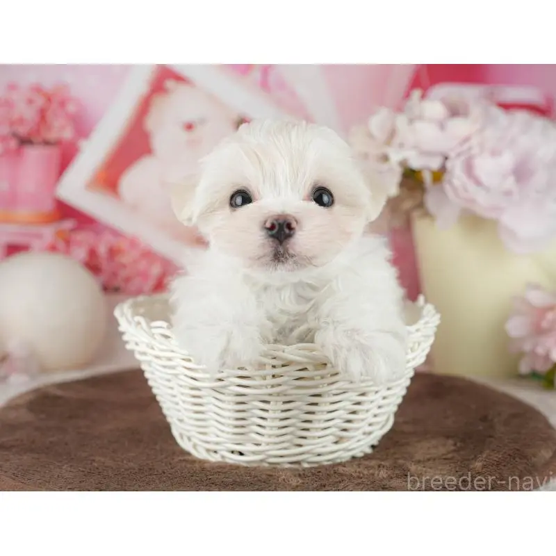 販売中の千葉県のマルチーズ-455524の3枚目