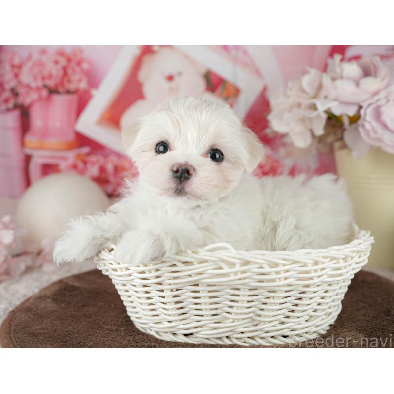 販売中の千葉県のマルチーズ-455524の2枚目