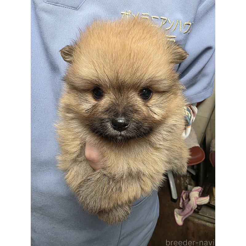 販売中の静岡県のポメラニアン-455520の2枚目