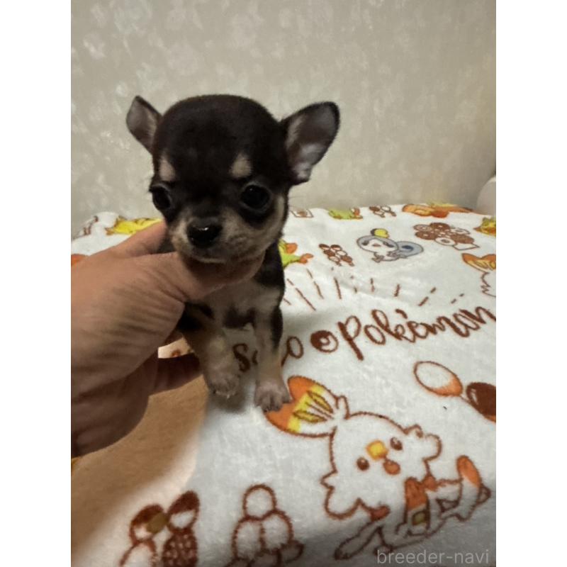 販売中の大分県のチワワ(スムースコート)-455522の9枚目