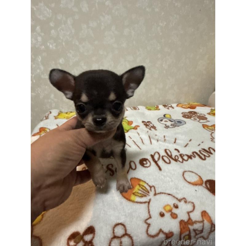 販売中の大分県のチワワ(スムースコート)-455522の8枚目