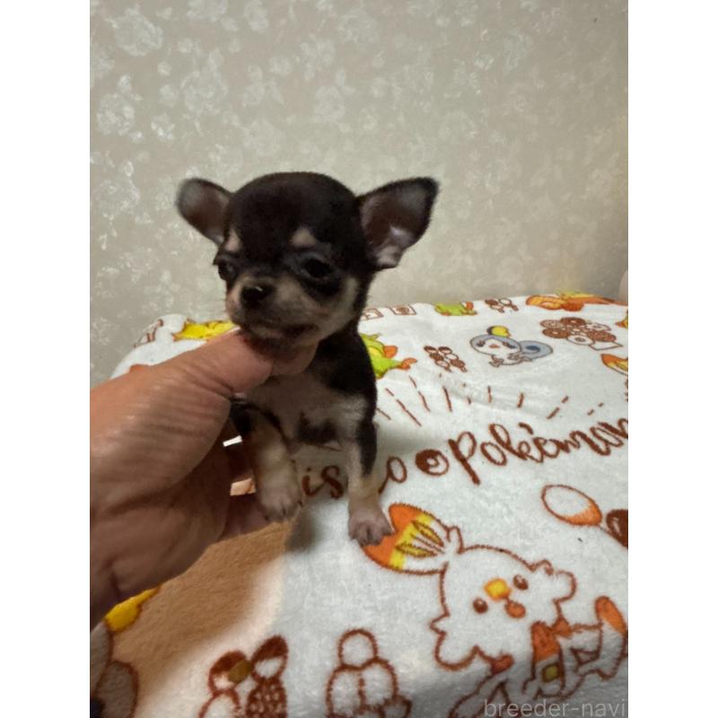 販売中の大分県のチワワ(スムースコート)-455522の7枚目