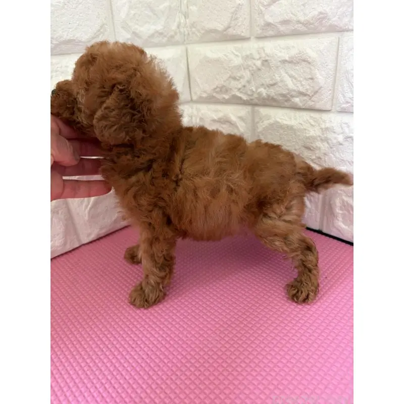 販売中の千葉県のティーカッププードル-455523の2枚目