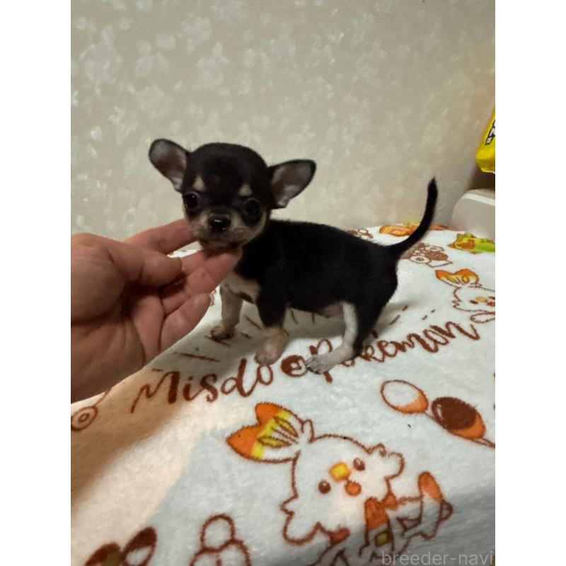 販売中の大分県のチワワ(スムースコート)-455522の5枚目