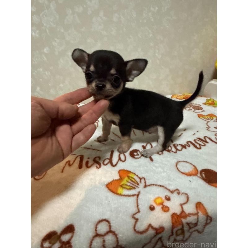 販売中の大分県のチワワ(スムースコート)-455522の4枚目