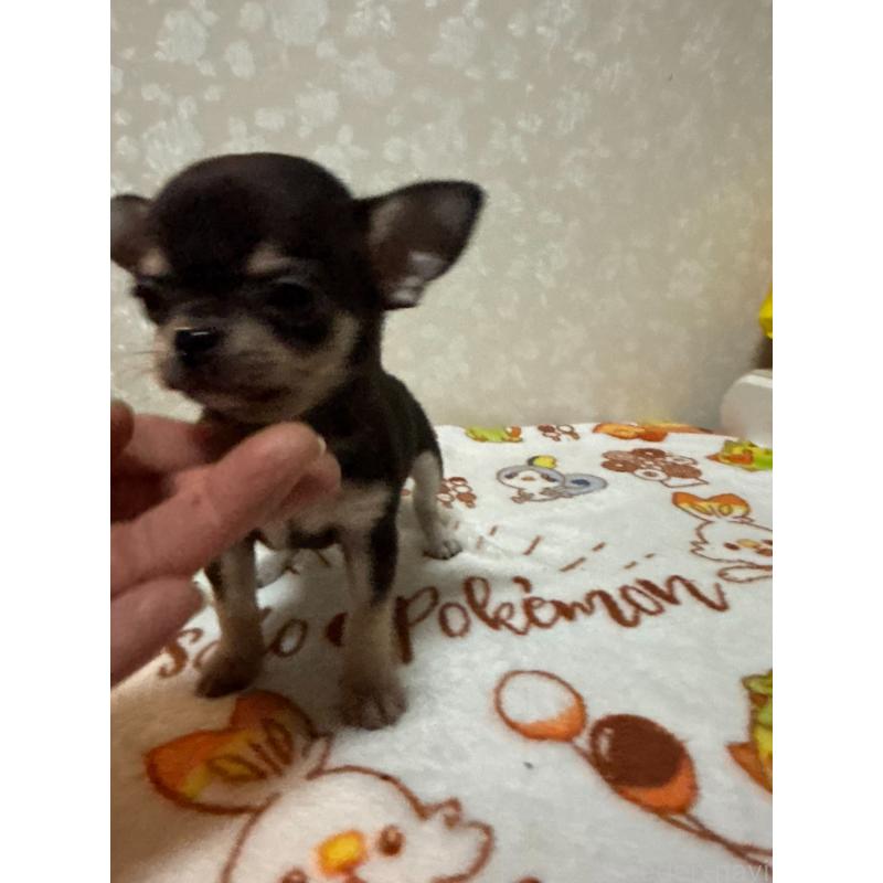 販売中の大分県のチワワ(スムースコート)-455522の3枚目