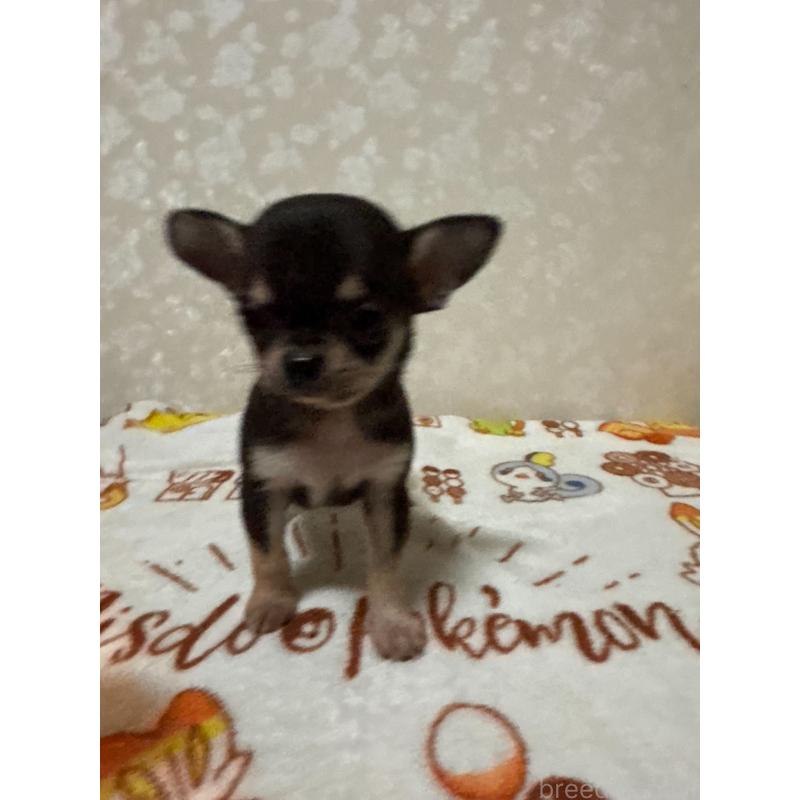 販売中の大分県のチワワ(スムースコート)-455522の2枚目