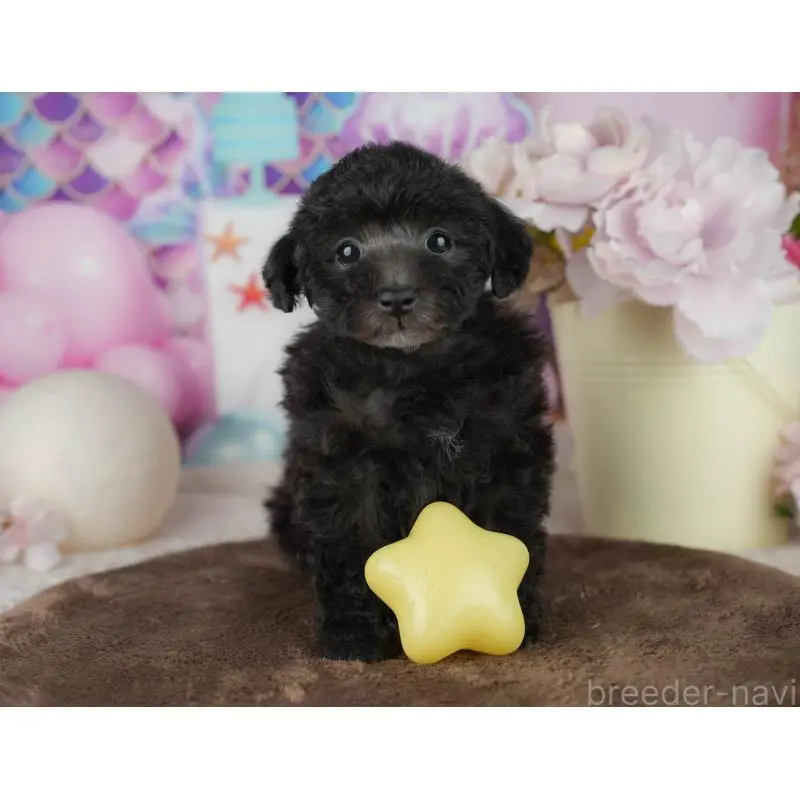 販売中の千葉県のタイニープードル-455530の7枚目