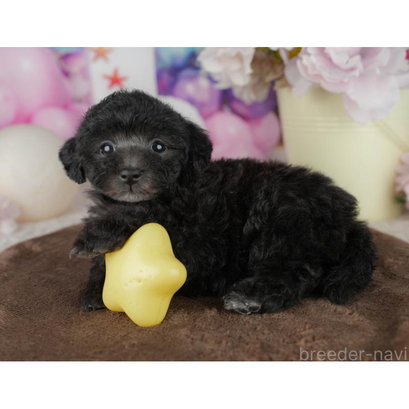 販売中の千葉県のタイニープードル-455530の6枚目