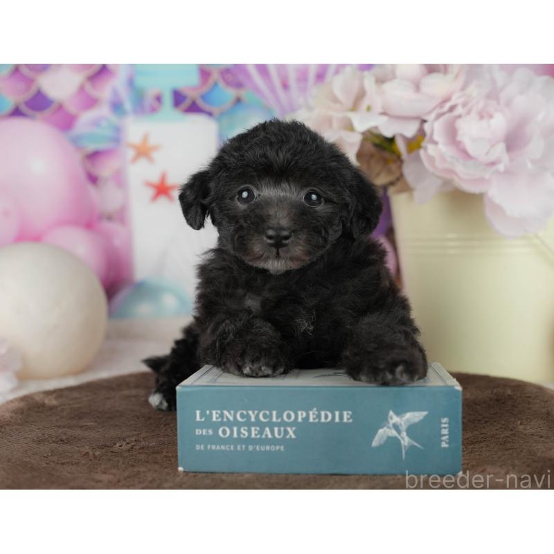 販売中の千葉県のタイニープードル-455530の5枚目