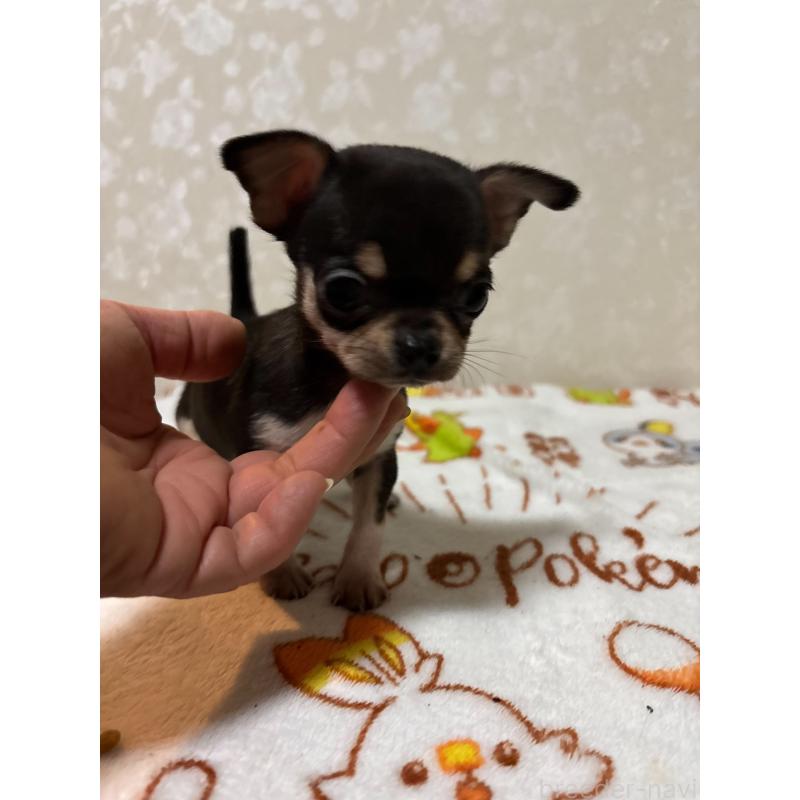 販売中の大分県のチワワ(スムースコート)-455525の8枚目