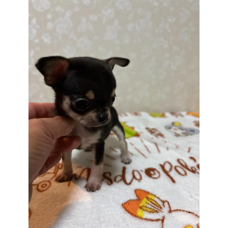 販売中の大分県のチワワ(スムースコート)-455525の7枚目